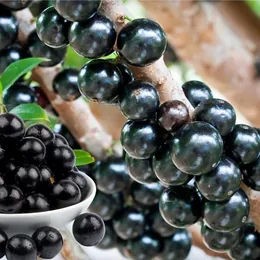 Jabuticaba